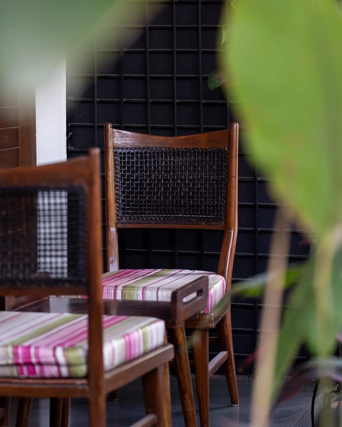 Wooden cane chairs against a dark green wall with a plant in front